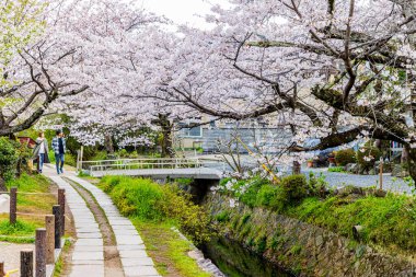 Kyoto Filozof Yolu - Kiraz Çiçeği Sahnesi