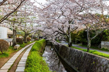 Kyoto Filozof Yolu - Kiraz Çiçeği Sahnesi