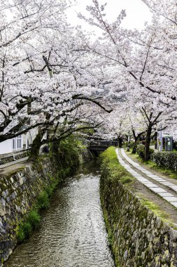 Kyoto Filozof Yolu - Kiraz Çiçeği Sahnesi
