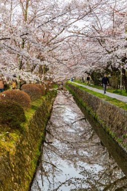 Kyoto Filozof Yolu - Kiraz Çiçeği Sahnesi