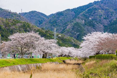 Kyoto ilindeki Nanatani Nehri boyunca sessiz bir yol.