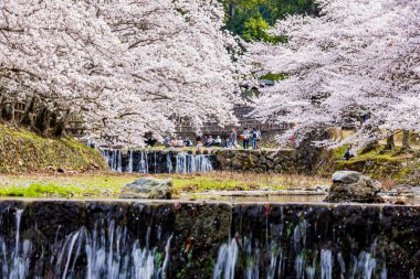 Kyoto ilindeki Nanatani Nehri boyunca sessiz bir yol.