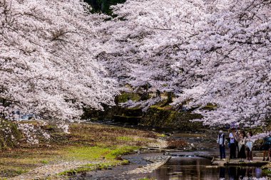 Kyoto ilindeki Nanatani Nehri boyunca sessiz bir yol.
