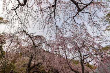 Kyoto bölgesindeki Tenryu-ji Tapınağı 'nda kiraz çiçeği manzarası.