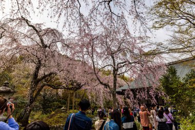 Kyoto bölgesindeki Tenryu-ji Tapınağı 'nda kiraz çiçeği manzarası.
