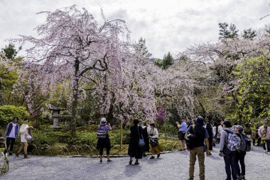 Kyoto bölgesindeki Tenryu-ji Tapınağı 'nda kiraz çiçeği manzarası.