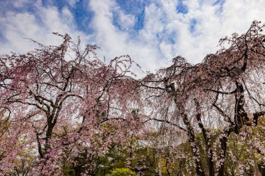 Kyoto bölgesindeki Tenryu-ji Tapınağı 'nda kiraz çiçeği manzarası.