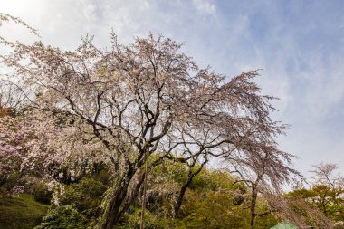Kyoto bölgesindeki Tenryu-ji Tapınağı 'nda kiraz çiçeği manzarası.