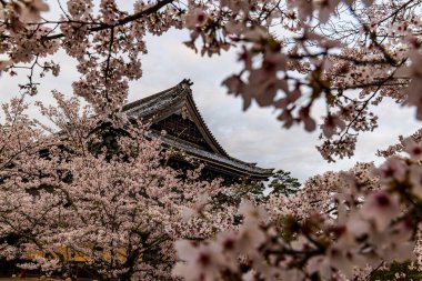Kyoto 'daki Nanzenji Tapınağı' nda kiraz çiçeği manzarası.