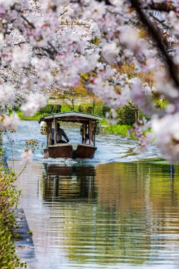 Fushimi Jikkokubune 'nin kiraz çiçeği manzarası