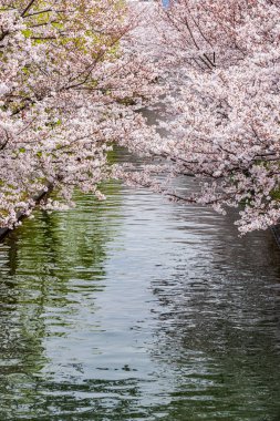 Fushimi Jikkokubune 'nin kiraz çiçeği manzarası