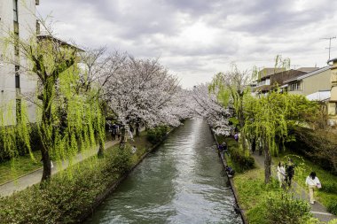 Fushimi Jikkokubune 'nin kiraz çiçeği manzarası