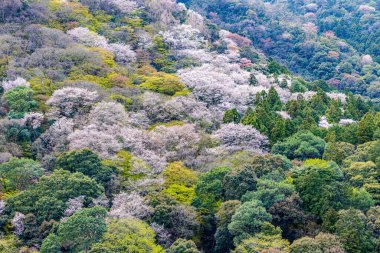 Kyoto bölgesindeki Arashiyama Park 'ta kiraz çiçeği manzarası