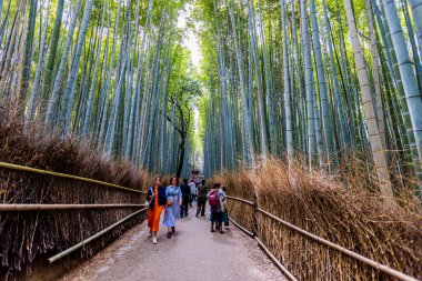 Arashiyama 'daki Bambu Ormanı Yolu, Kyoto Bölgesi