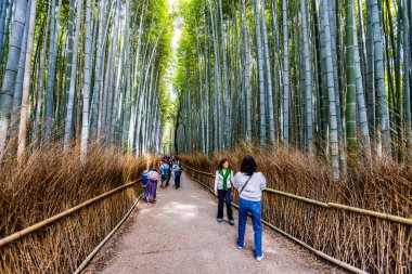 Arashiyama 'daki Bambu Ormanı Yolu, Kyoto Bölgesi