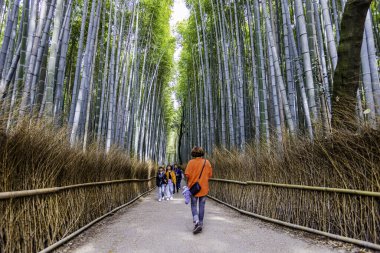 Arashiyama 'daki Bambu Ormanı Yolu, Kyoto Bölgesi