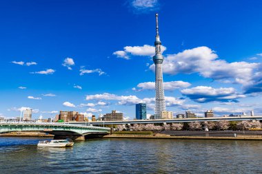 Sumida Park, Tokyo 'da Kiraz Çiçeği Festivali