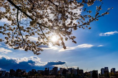 Sumida Park, Tokyo 'da Kiraz Çiçeği Festivali