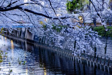 Tokyo Meguro Nehri Kiraz Çiçeği Festivali