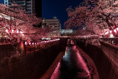 Aydınlatılmış kiraz çiçekleri Tokyo 'daki Meguro Nehri boyunca geceleyin açar.