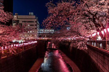 Aydınlatılmış kiraz çiçekleri Tokyo 'daki Meguro Nehri boyunca geceleyin açar.