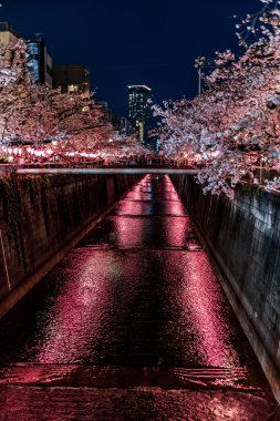 Aydınlatılmış kiraz çiçekleri Tokyo 'daki Meguro Nehri boyunca geceleyin açar.
