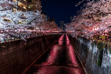 Aydınlatılmış kiraz çiçekleri Tokyo 'daki Meguro Nehri boyunca geceleyin açar.