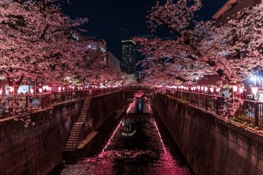 Aydınlatılmış kiraz çiçekleri Tokyo 'daki Meguro Nehri boyunca geceleyin açar.