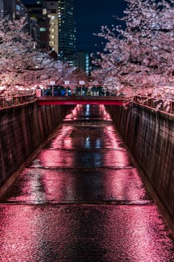 Aydınlatılmış kiraz çiçekleri Tokyo 'daki Meguro Nehri boyunca geceleyin açar.