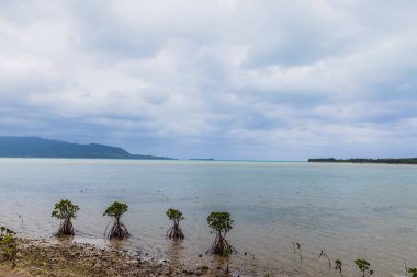 Mangrovlar Kohama Adası 'ndaki Ishinagata Sahili' nde.