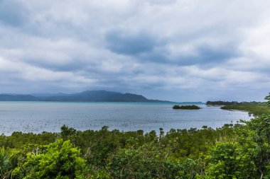 Mangrovlar Kohama Adası 'ndaki Ishinagata Sahili' nde.