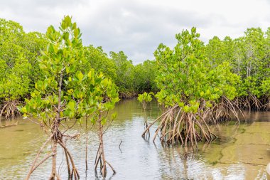 Mangrovlar Kohama Adası 'ndaki Ishinagata Sahili' nde.