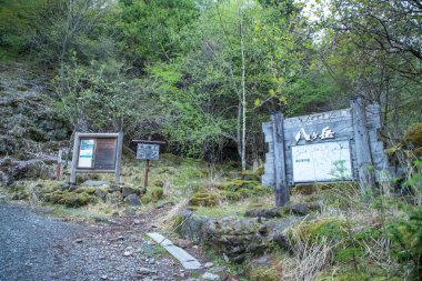 Yatsugatake Dağları 'nın güzel yosun kaplı ormanları