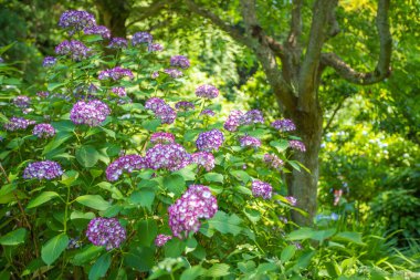 Meigetsuin Tapınağı (Hydrangea Tapınağı), Kamakura Şehri, Kanagawa Bölgesi