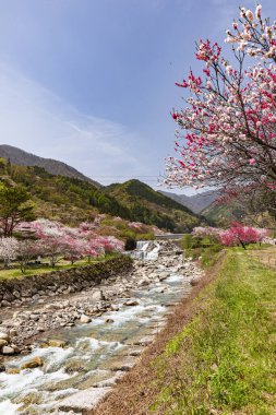 Nagano 'daki Achi Köyü' nde şeftali çiçekleri çiçek açmış..