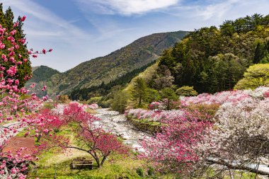 Nagano 'daki Achi Köyü' nde şeftali çiçekleri çiçek açmış..