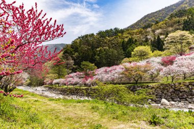 Nagano 'daki Achi Köyü' nde şeftali çiçekleri çiçek açmış..