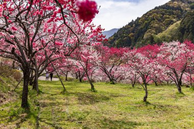 Nagano 'daki Achi Köyü' nde şeftali çiçekleri çiçek açmış..