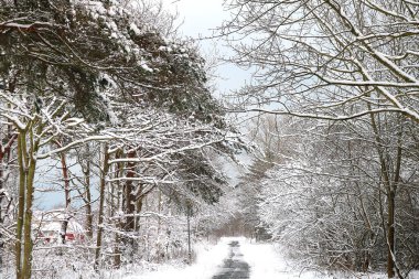 Yoğun Karışık Orman 'da Karla kaplı Ülke Şeridi, Uzak Kırmızı Çatı Bakışı, Taze Dallarla Dolu