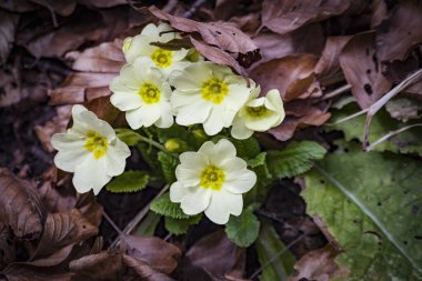 White primroses in the mountains in late winter