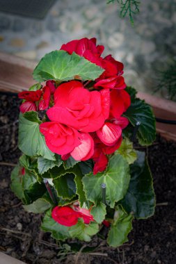 Renkli çiçekli güzel kırmızı saksı begonya bitkisi