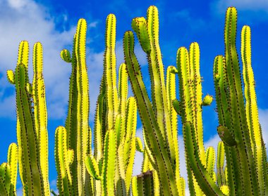 kaktüs ve mavi gökyüzü