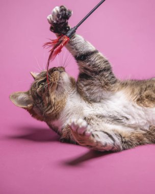 Pembe arka planda bir kedi