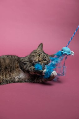 Pembe arka planda bir kedi