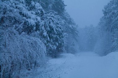 Wake Forest, Kuzey Carolina 'da kış günü