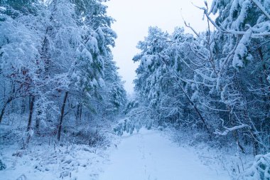 Wake Forest, Kuzey Carolina 'da kış günü