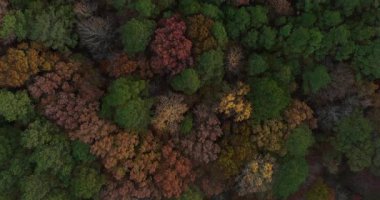 Wake County, Kuzey Carolina 'daki Şelale Gölü' nün tepesindeki sonbahar ağaçları