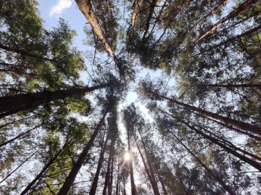 Yeşil orman geçmişi. Doğa ve güneş duvar kağıtlarını aydınlatıyor. Çevre fotoğrafçılığı