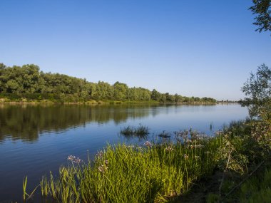 yeşil çim ve yaz manzara. Desna Nehri bankalar Ukrayna
