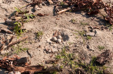 Yerdeki bütün üç kuş yumurta